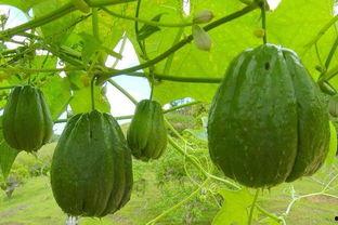 瓜瓜吃瓜我吃瓜我吃瓜,瓜瓜与我的瓜界奇遇