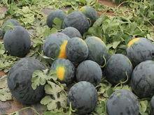 黑皮猪宝吃瓜,黑皮猪宝的瓜田奇遇记