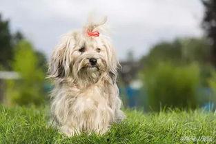 狗可以吃小白瓜吗,小白瓜是否适合宠物食用