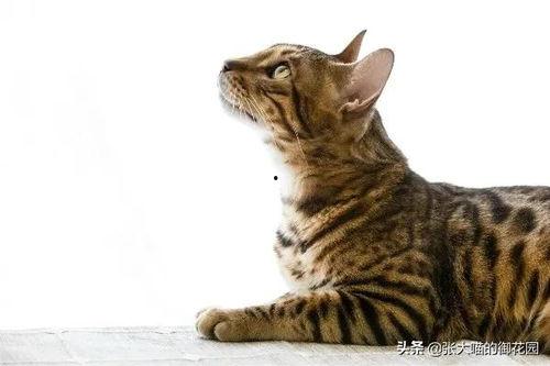 豹猫吃瓜,瓜果飘香中的独特味蕾之旅