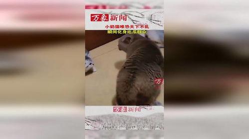 猫咪吃瓜群众图,萌宠视角下的瓜界风云