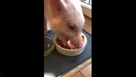 小猪梨吃瓜,小猪梨的瓜田奇遇记