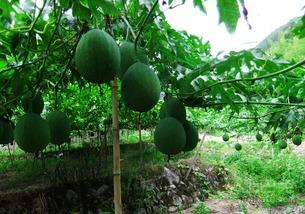 吊瓜能怎么吃,解锁美味新境界