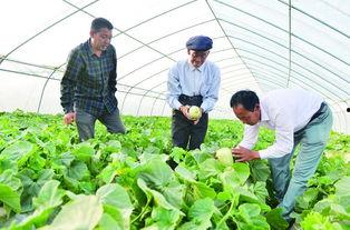 大棚里吃瓜,瓜果飘香，共享丰收喜悦