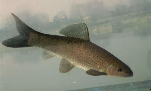 草鱼吃蓝瓜不,探索新型饲料的奥秘