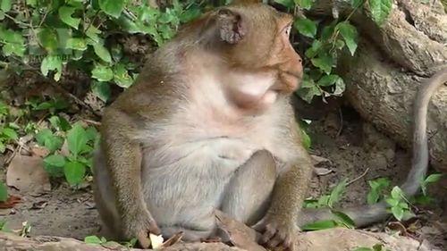 憨宝吃瓜,揭秘娱乐圈那些不为人知的幕后故事