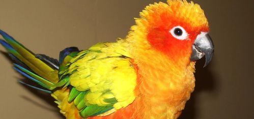 鹦鹉吃哈米瓜,鹦鹉的哈米瓜美食之旅