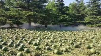 烟台美术吃瓜,一场吃瓜盛宴背后的艺术较量