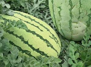 吃瓜的样子不错,品味生活，笑看风云