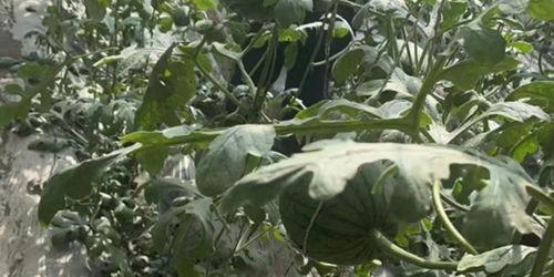 美团吃瓜在哪,揭秘美食背后的故事与趣闻