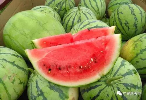 甜吃瓜图片,视觉与味蕾的双重享受