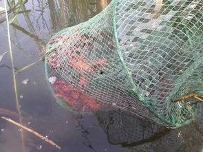 摸鱼吃瓜云阳,摸鱼吃瓜，探寻悠闲生活新境界