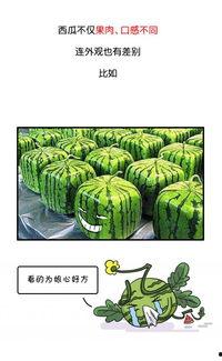 全网都在吃的瓜,揭秘那些让人欲罢不能的“瓜”