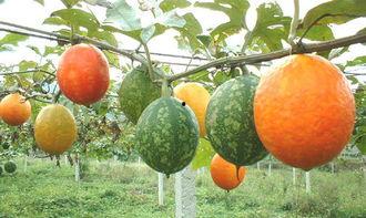 孕妇吃长吊瓜,长吊瓜助力母婴健康