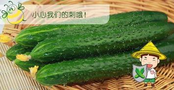 黄色圆瓜怎么吃最好,黄色圆瓜的多样美味食用指南