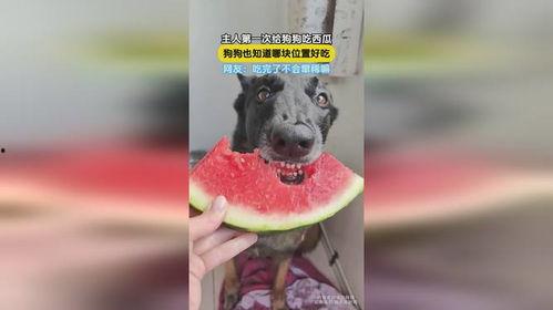 会吃瓜的狗,揭秘宠物界的“美食家”