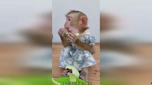 搞笑吃瓜变成猴子,一场奇妙的跨界之旅
