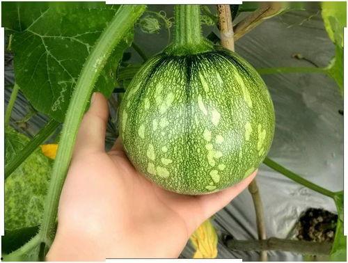 吃瓜第36天,热点事件背后的真相与反思